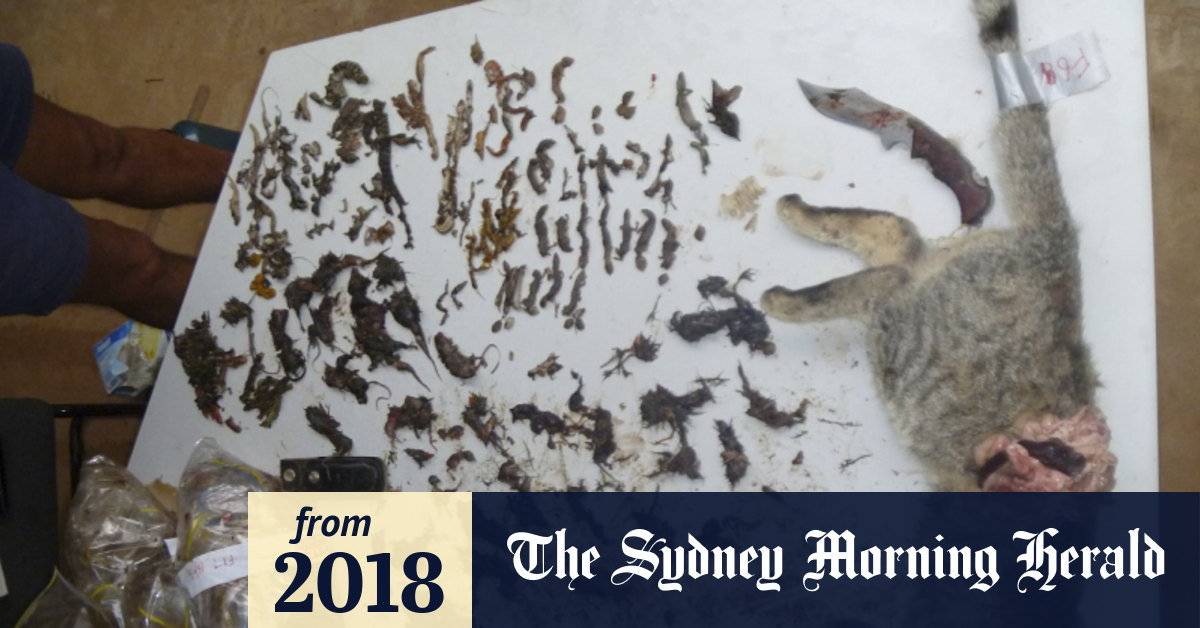 Gutwrenching study shows cats' threat to native reptiles